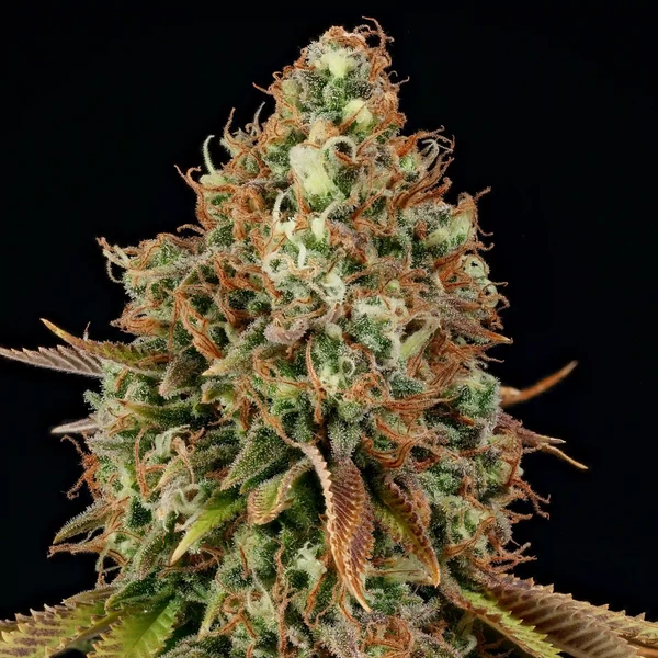 Purple Punch